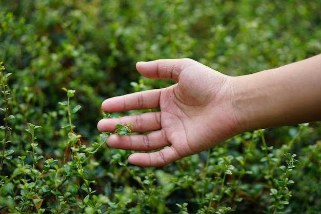 mão humana tocando a natureza