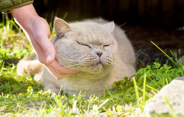 Mão masculina acariciando um gato britânico