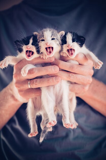 Mão masculina com gatinhos fofos