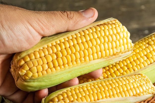 Mão masculina pegando um delicioso milho amarelo cru com folha verde e espiga sobre palhas secas