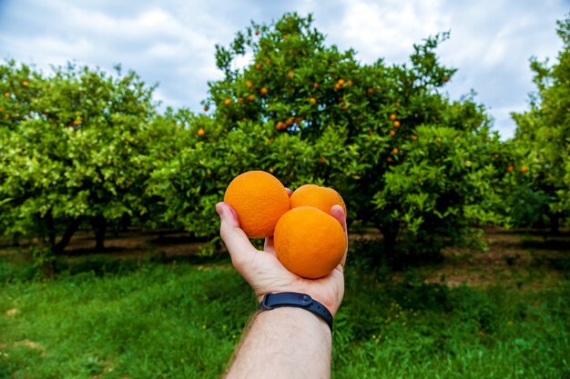 Foto mão masculina segura maçãs no fundo do jardim de laranjas