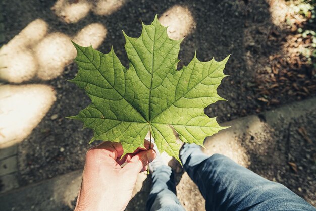 mão masculina segurando folha em um dia de verão na floresta, tiro de ponto de vista