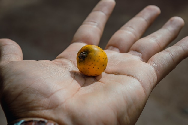 Mão masculina segurando frutas amarelas exóticas na palma da mão