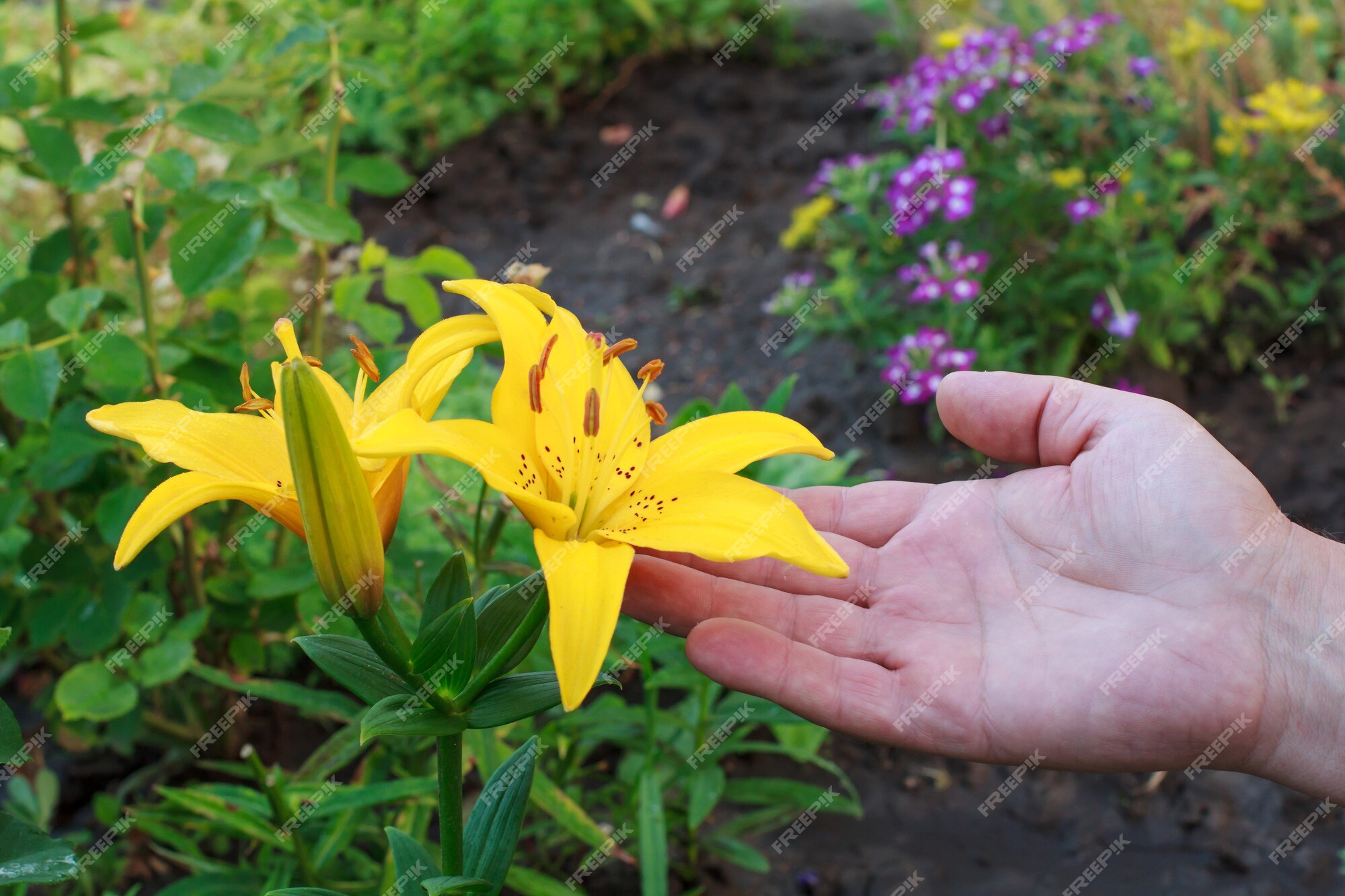 Mão masculina segurando uma flor de lírio amarelo no jardim de verão com  plantas verdes turva no fundo. profundidade superficial de campo. | Foto  Premium