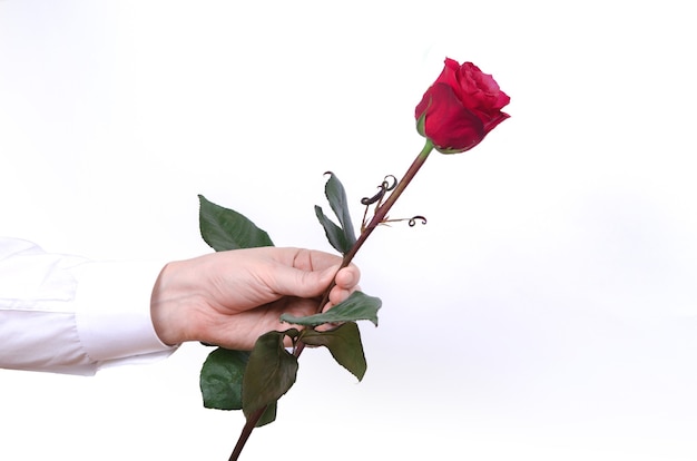 Mão masculina segurando uma única rosa vermelha, isolada no fundo branco.