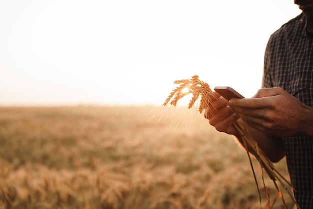 Mão masculina tocando espigas de trigo no campo ao pôr do sol