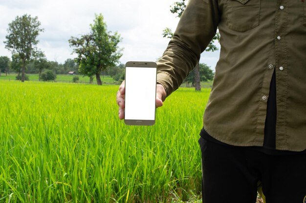 Mão masculina usando um smartphone de telefone móvel em um belo campo de arroz verde na fazenda moderna