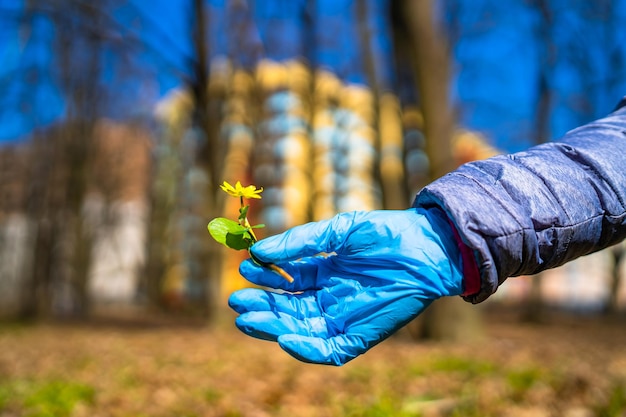 Mão na luva azul protetora mostrando a primeira flor da primavera para a câmera Fundo desfocado com prédio alto Tempo de quarentena Epidemia de coronavírus COVID19 e pandemia de coronavírus