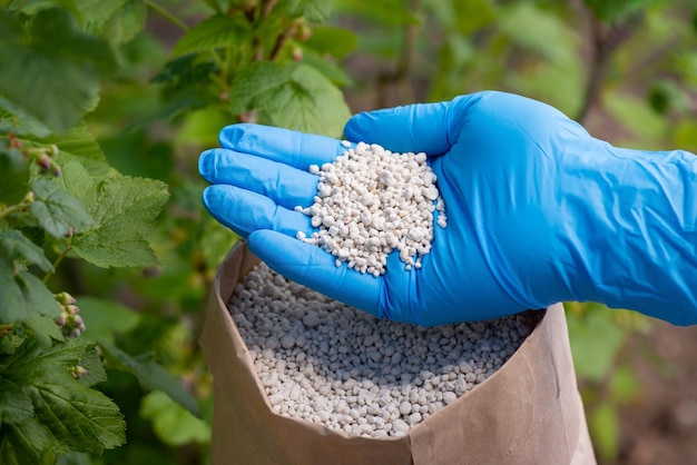 Mão na luva azul segurando fertilizante NPK para arbusto de groselha