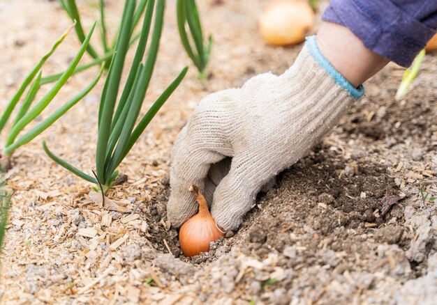 Mão nas luvas plantando a cebola