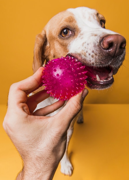 Foto mão oferecendo uma bola de borracha para um cão