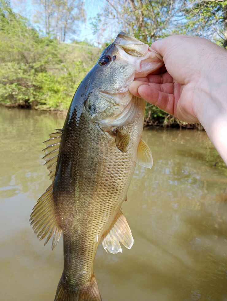 Foto mão recortada de homem segurando peixe