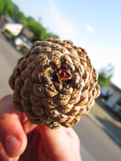 Mão recortada de pessoa segurando um cone de pinheiro contra o céu