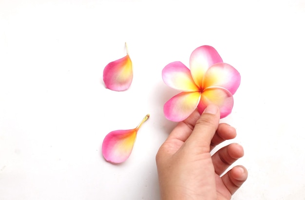 Mão recortada de pessoa segurando uma flor contra fundo branco