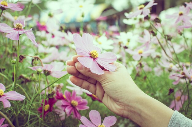 Foto mão recortada segurando o cosmos rosa