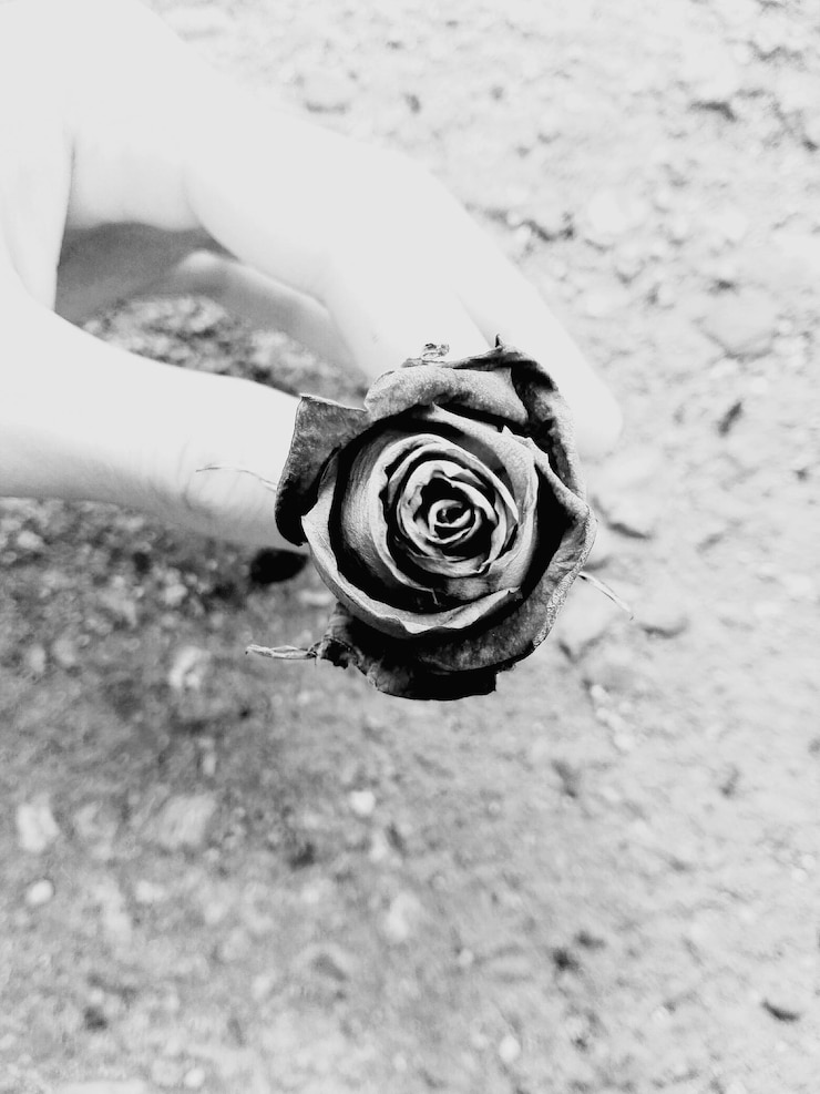 Foto mão recortada segurando rosa