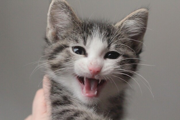Mão recortada segurando um gatinho contra um fundo cinzento
