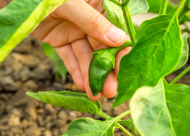 mão segura uma pequena pimenta verde crescendo em um arbusto de pimenta. jardinagem e cultivo de pimenta