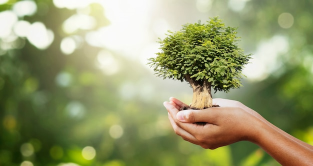 Mão segurando a árvore no borrão verde com o conceito de sunshine.eco