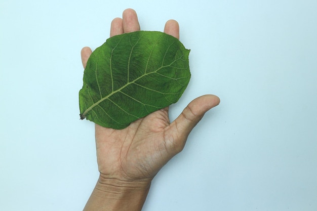 Mão segurando a folha de teca verde isolada no fundo branco