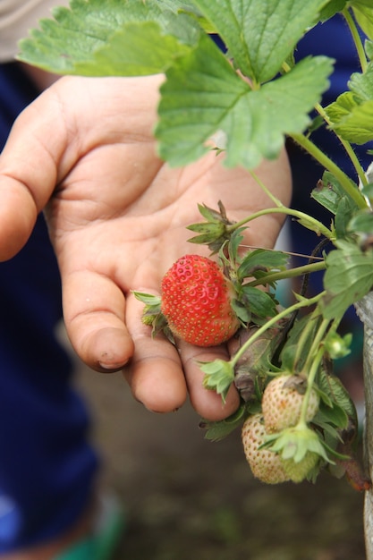 mão segurando a fruta morango