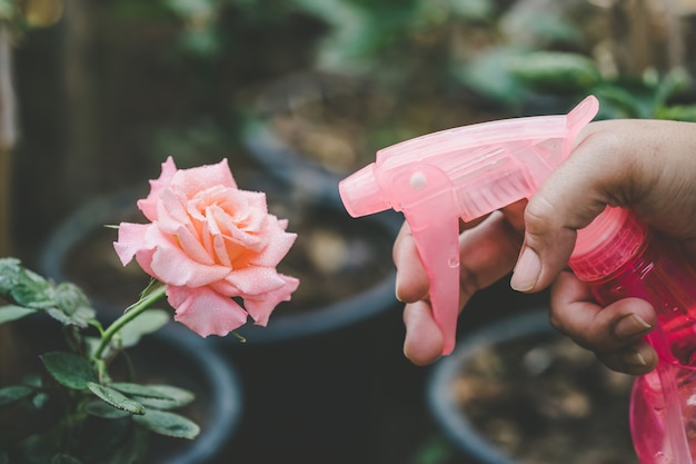 Mão segurando a garrafa de água e spray para rosa flor rosa no jardim. Conceito de jardinagem em casa