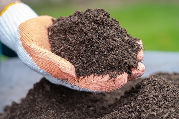 Mão segurando a matéria orgânica de musgo de turfa melhora o solo para o conceito de ecologia de cultivo de plantas orgânicas agrícolas