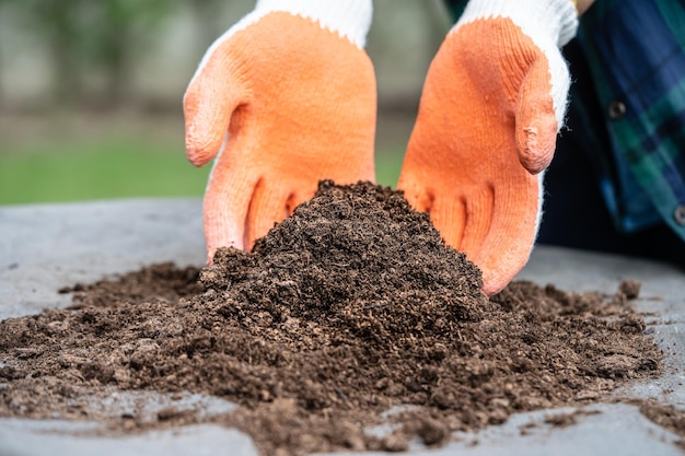 Mão segurando a matéria orgânica de musgo de turfa melhora o solo para o conceito de ecologia de cultivo de plantas orgânicas agrícolas