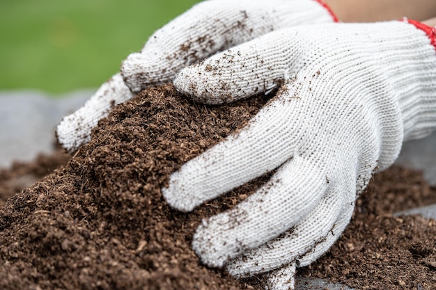 Mão segurando a matéria orgânica de musgo de turfa melhora o solo para o conceito de ecologia de cultivo de plantas orgânicas agrícolas