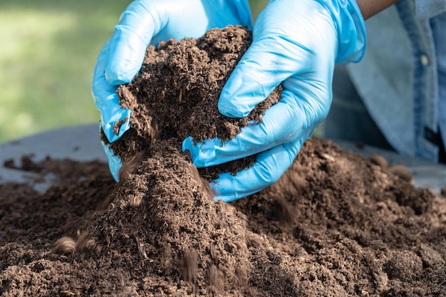 Mão segurando a matéria orgânica de musgo de turfa melhora o solo para o conceito de ecologia de cultivo de plantas orgânicas agrícolas