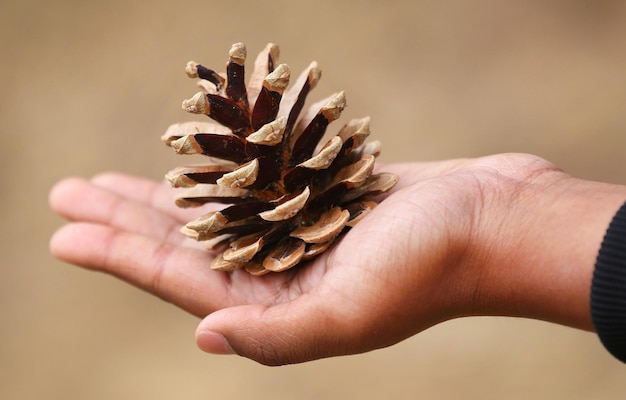 Mão segurando a natureza da pinha ao ar livre