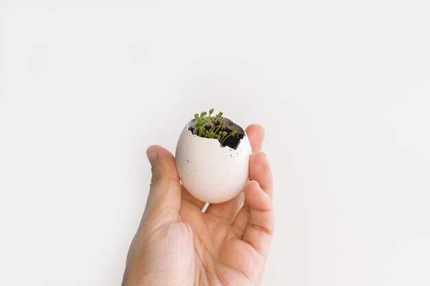 Mão segurando casca de ovo com brotos frescos em fundo branco Reutilização de mudas livres de plástico de Páscoa