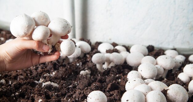 Mão segurando cogumelos champignons na fazenda