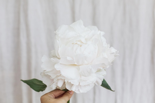 Mão segurando elegante peônia branca sobre fundo de tecido bege pastel Bela estética floral