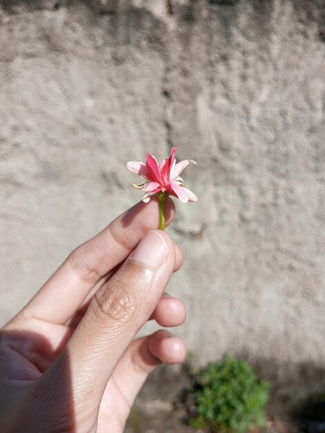 Mão segurando flores cor de rosa