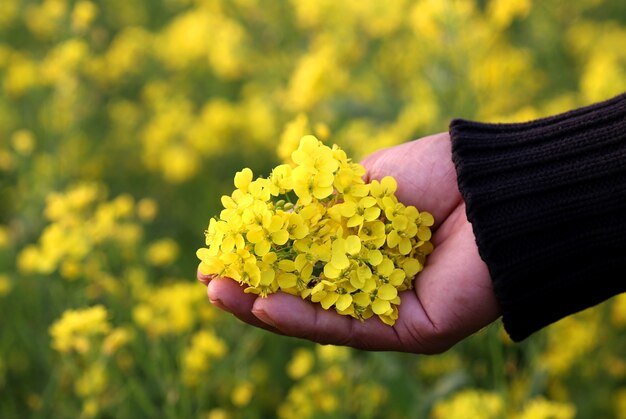 Mão segurando flores de mostarda no campo