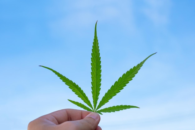 Mão segurando folha de cannabis com fundo de céu azul Cultivo de maconha medicinal