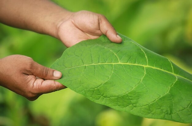 Mão segurando folha de tabaco verde no jardim