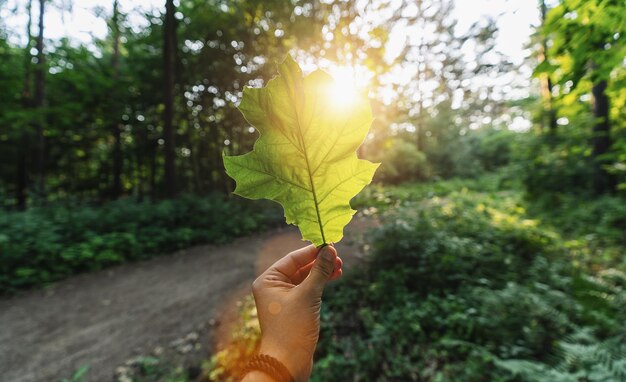 mão segurando folha verde contra a floresta com raios de luz do sol. Temporada de primavera.
