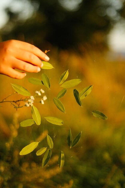 Foto mão segurando folha verde voando no ar folhas verdes na natureza prado planta de fundo