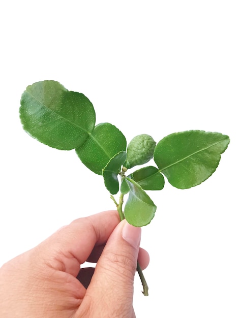 Mão segurando folhas verdes frescas de limão kaffir isoladas em fundo branco ingradante para alimentos da ásia