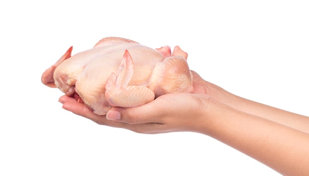 mão segurando frango cru isolado no fundo branco