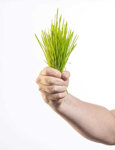 Foto mão segurando grama verde