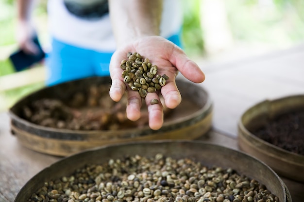 Mão segurando grãos de café cru Kopi Luwak na fazenda de café