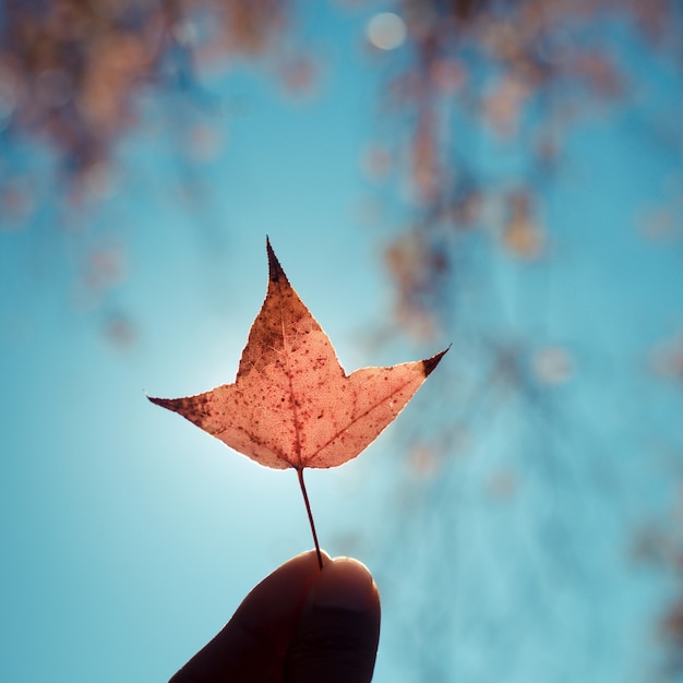 Mão, segurando, laranja, outono, folha maple, contra, céu azul