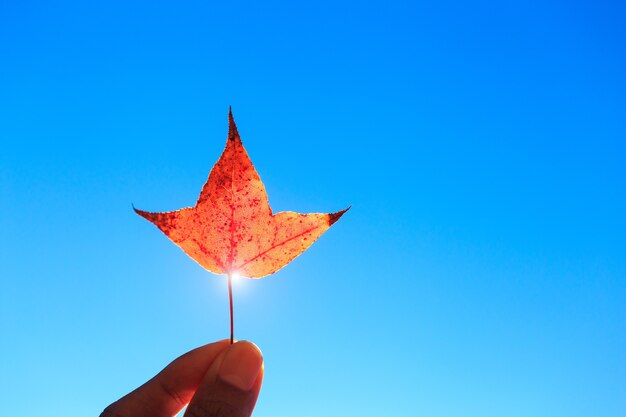 Mão, segurando, laranja, outono, folha maple, contra, céu azul