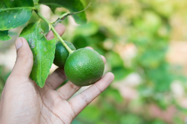 Mão, segurando, limão verde, em, árvore limão