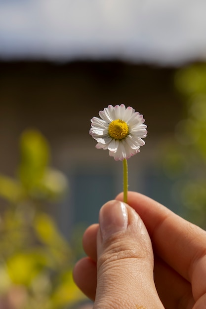 Foto mão segurando linda margarida