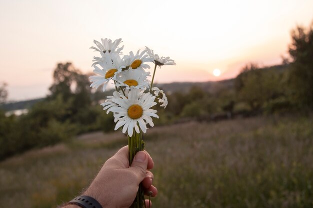 Foto mão segurando lindas margaridas