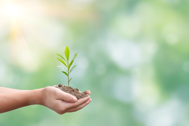 Mão segurando mudas sobre fundo verde desfocado da natureza Conceito de crescimento de plantas e ecologicamente correto